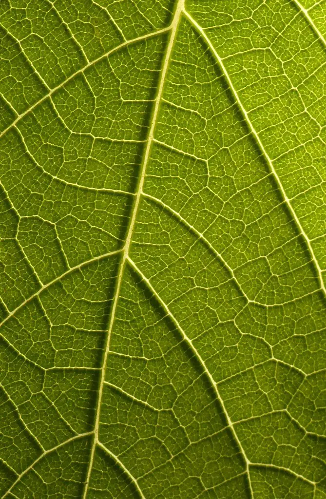 G606 Fig Leaf Macro